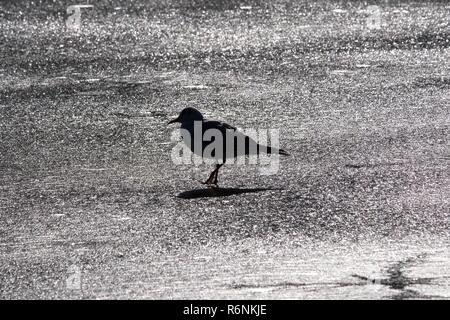 Seagull sur lac gelé Banque D'Images