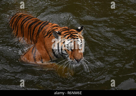 Siberian Tiger natation dans l'eau Banque D'Images