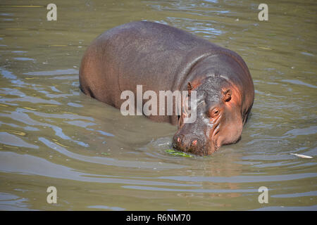 Un hippo nage et marche dans l'eau Banque D'Images