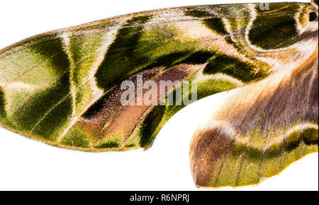 Oleander hawk-moth wing isolated on white Banque D'Images