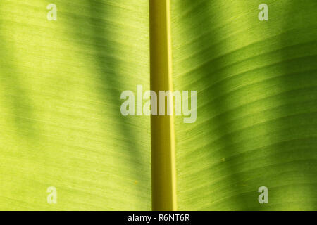 Close up banana green partir. Contexte et la texture. Banque D'Images