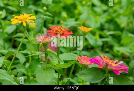 Zinnia lilliput jardin fleurs avec des couleurs spectaculaires et feuillage vert. Banque D'Images