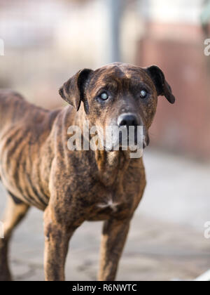 Pitbull dog, brun foncé couleur tigre debout dans la cour Banque D'Images