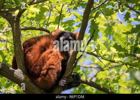 La gélinotte rouge, le Varecia rubra lemur Banque D'Images