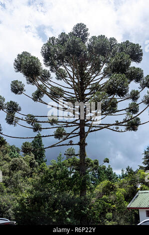 La protection de l'environnement paysage forêt d'araucaria ciel nuageux Banque D'Images