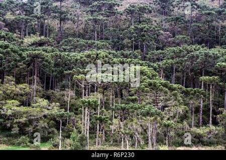 La protection de l'environnement paysage forêt d'araucaria Banque D'Images