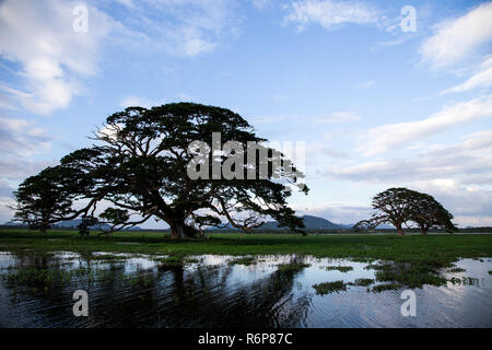 Un beau paysage avec un lac, un arbre et les montagnes. Lac de la forêt dans le cadre de blue cloudy sky Banque D'Images