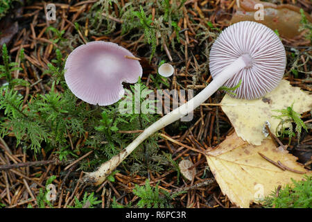 Mycena pura, communément appelé le lilas bonnet Banque D'Images