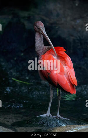 Ibis rouge rouge Banque D'Images