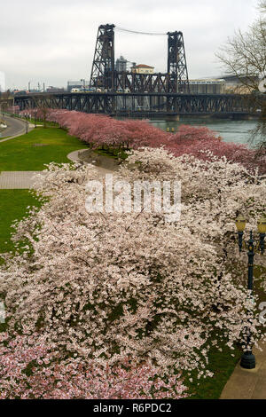 Fleurs de cerisier d'arbres le long du secteur riverain de Portland Banque D'Images