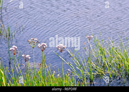 Butomus umbellatus sur le lac Banque D'Images