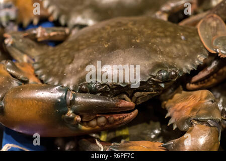 Crabe cru frais Banque D'Images