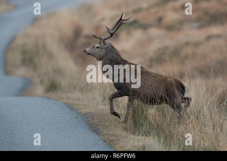 Berghoff rouge dans la saison du rut dans les Highlands écossais Banque D'Images