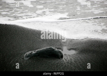 Sable noir de playa de charco verde Banque D'Images