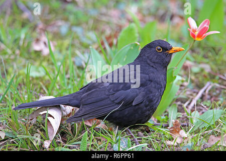 Blackbird noir sur spring meadow Banque D'Images