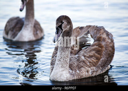 Les jeunes cygnes gris piscine sur un lac en Pologne. Banque D'Images