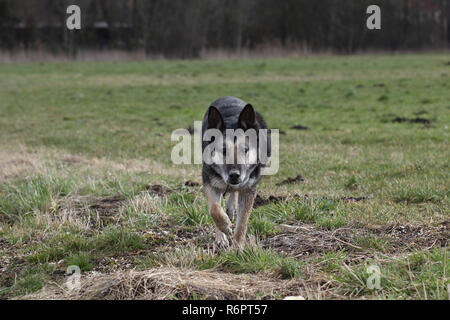 Berger Allemand Banque D'Images