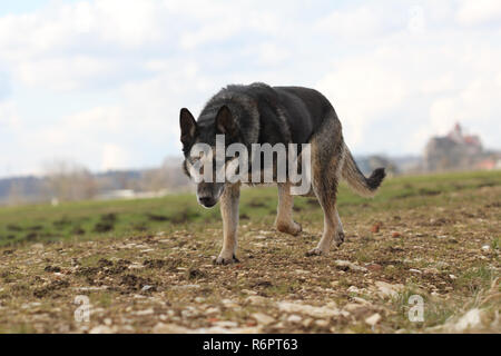 Berger Allemand Banque D'Images