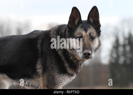 Berger Allemand Banque D'Images