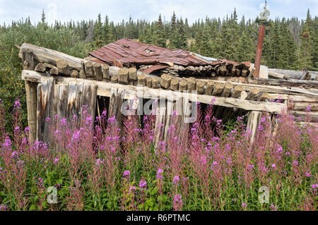 Cabine abandonnée entourée de fleurs violettes dans Silver City ville fantôme, Territoire du Yukon, Canada Banque D'Images