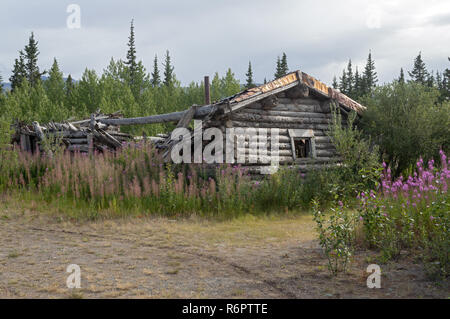 Log cabin abandonnés dans la ville de Silver Ghost Town entouré de fleurs violettes, Territoire du Yukon, Canada Banque D'Images