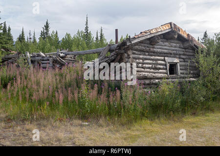 Log cabin abandonnés dans la ville de Silver Ghost Town avec fleurs violettes, Territoire du Yukon, Canada Banque D'Images