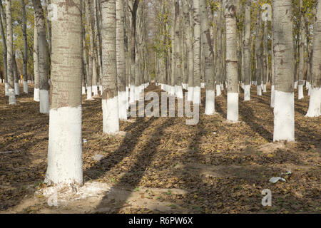 Collier vert des arbres à Pékin, Chine Banque D'Images