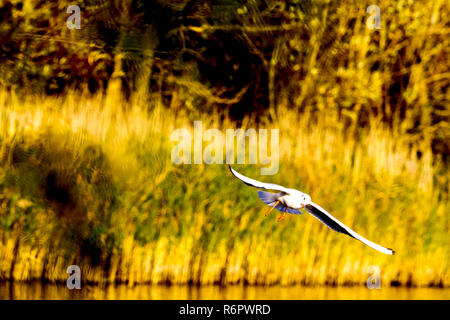 Flying seagull sauvages dans le parc Banque D'Images