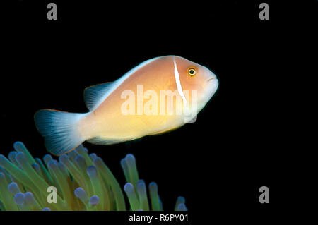 Les poissons clowns ou rose rose poisson clown (Amphiprion perideraion) Mer de Bohol, Cebu, Philippines, en Asie du sud-est Banque D'Images