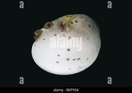 Puffer Épinoche tachetée ou chien-face puffer (Arothron nigropunctatus) Mer de Bohol, Cebu, Philippines, sud-est de l'Asi Banque D'Images