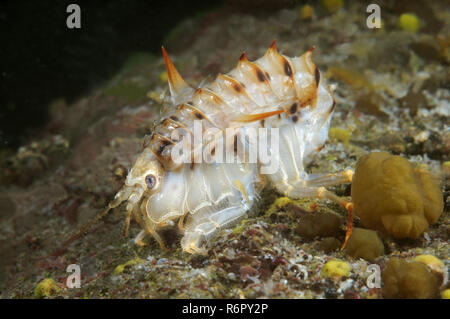 (Acanthogammarus Acanthogammarus lappaceus), le lac Baïkal, en Sibérie, la Russie Banque D'Images