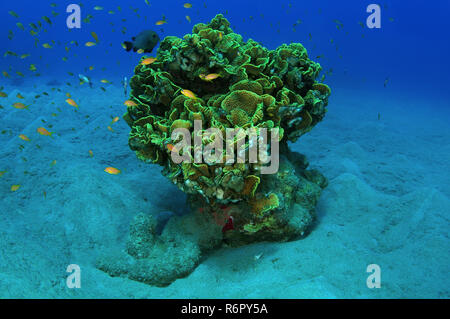 Seul corail sur un fond de sable, mer Rouge, Marsa Alam, Egypte, Abu Dabab Banque D'Images