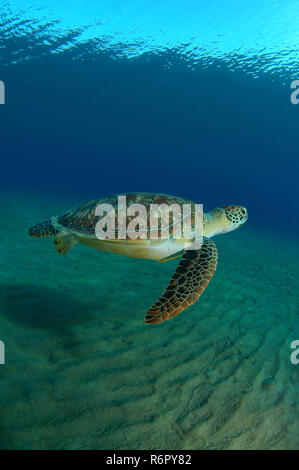 Tortue verte (Chelonia mydas), mer Rouge, Marsa Alam, Egypte, Abu Dabab Banque D'Images