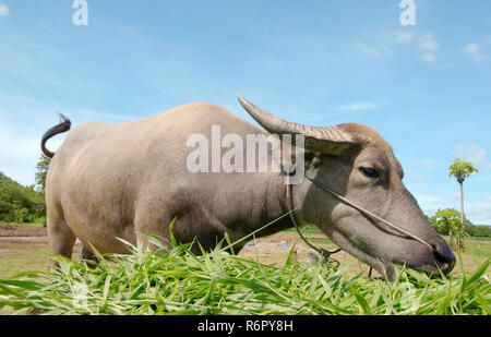 Le buffle d'eau ou buffle d'Asie intérieure (Bubalus bubalis) mange de l'herbe, province de Loei, Thaïlande Banque D'Images