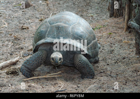 Galapagos tortue ou tortue géante des Galapagos (Chelonoidis nigra) Denis Island, Seychelles Banque D'Images