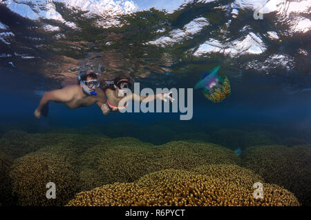 Un jeune couple se penche sur le chou-fleur des méduses (Cephea cephea) Océan Indien, les Maldives Banque D'Images