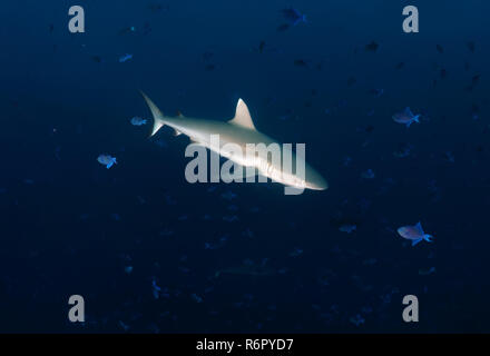 Requin gris de récif (Charcarhinus amplyrynchos) Océan Indien, les Maldives Banque D'Images