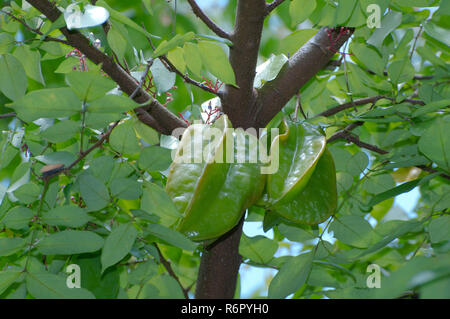 Carambole, carambole Averrhoa carambola (), Parc national de Taman Negara, Malaisie, en Asie du sud-est Banque D'Images