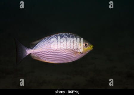 Sigan marbré strié, strié sigan marbré ou Java (poisson lapin Siganus javus) Océan Indien, Hikkaduwa, au Sri Lanka, en Asie du Sud Banque D'Images