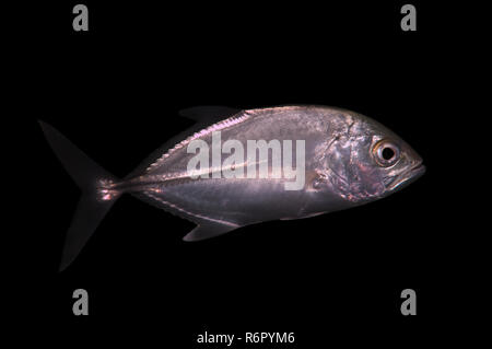 De caranges, Jack obèse, grand trevally, six-banded carangues et jack (Caranx sexfasciatus) Océan Indien, Hikkaduwa, au Sri Lanka, en Asie du Sud Banque D'Images