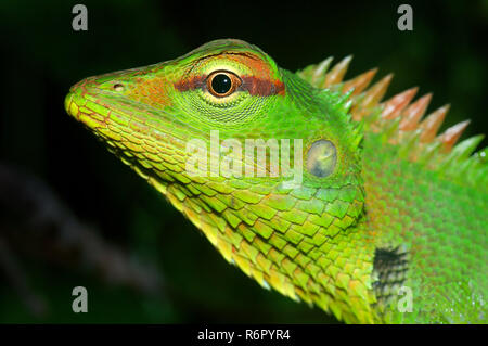 Lézard Vert Forêt vert forêt, Calotes ou vietnamien Calote (Calotes calotes) la réserve forestière de Sinharaja, parc national, Sinharaja, Sri Lanka, Banque D'Images