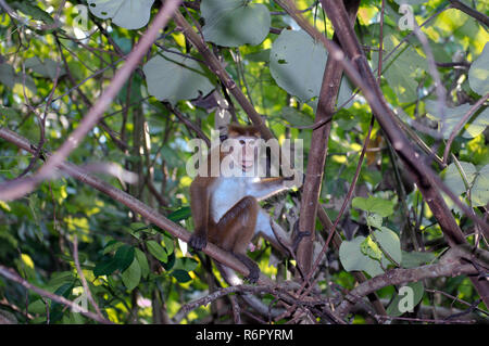 Toque macaque (Macaca sinica) assis sur une branche et regarde avec la bouche ouverte, Hikkaduwa, au Sri Lanka, en Asie du Sud Banque D'Images