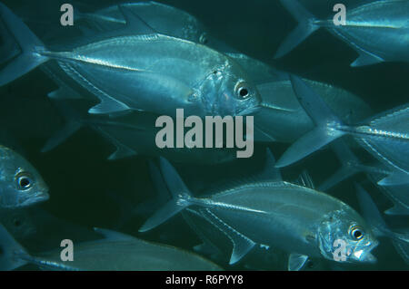 Banc de poissons de caranges, Jack obèse, grand trevally, six-banded carangues et jack (Caranx sexfasciatus) Océan Indien, Hikkaduwa, Sri Lank Banque D'Images