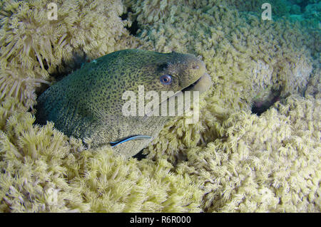 Portrait murène de Java, Giant Moray, Blackpearl moray ou tropicales (murène Gymnothorax javanicus) de se cacher dans les récifs coralliens, Red Sea, Egypt, Africa Banque D'Images