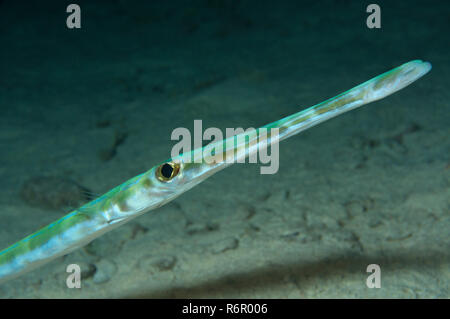 Portrait Chinois du Pacifique Poissons-trompette, poissons-trompette, l'arrière-poissons-trompette, cornet ou Stickfish Tahiti poisson (Aulostomus chinensis) plongée de nuit, la mer Rouge, Banque D'Images