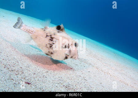 Rorqual à bosse, Turretfish turretfish communément appelé le rorqual à bosse, casque, cowfish cowfish chameau ou thornbacked boxfish (Tetrosomus gibbosus) nage sur un sable Banque D'Images