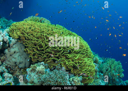 École de poisson orange vif, lyretail coralfish Sébastolobe Anthias anthias, lyretail, Goldie ou scalefin mer anthia (Pseudanthias squamipinnis) nage Banque D'Images