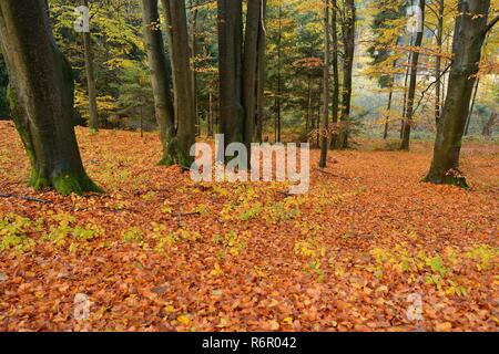 Le hêtre commun (Fagus sylvatica), forêt de hêtres, les troncs des arbres avec les feuilles d'automne, Bavière, Allemagne Banque D'Images