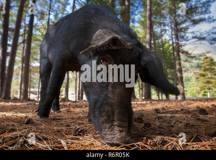 Porc domestique corse (domum porcus) dans une forêt de pins, le col de Vergio, Corse, France Banque D'Images