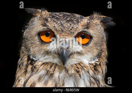 Europäischer Uhu (Bubo bubo), captive, Porträt Banque D'Images